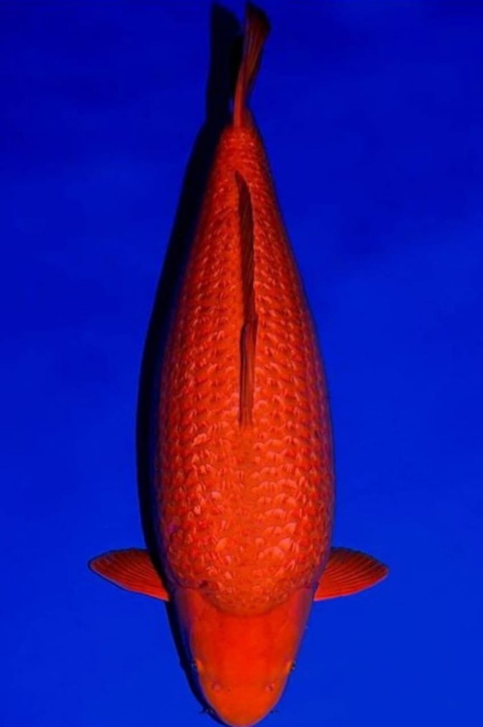 Juara 4