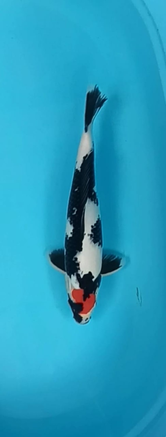 Juara 5
