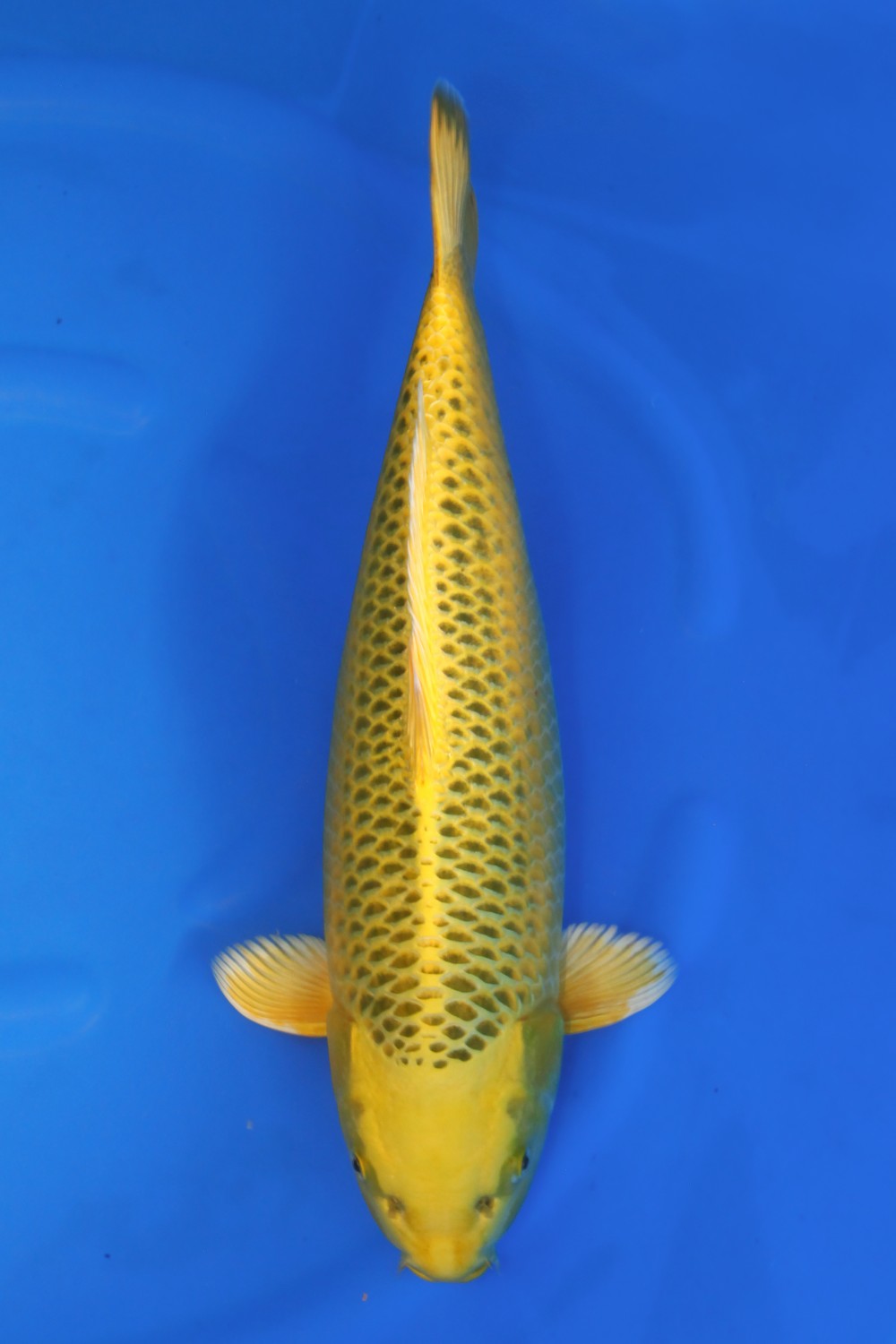 Best In Size E 51 - 55 cm