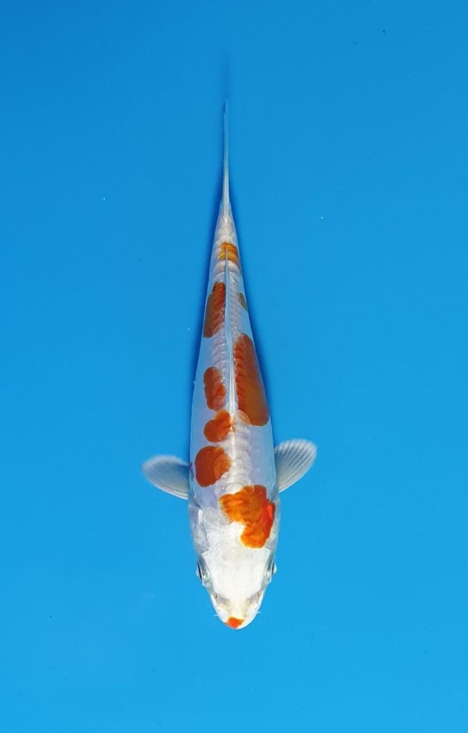 Juara 2