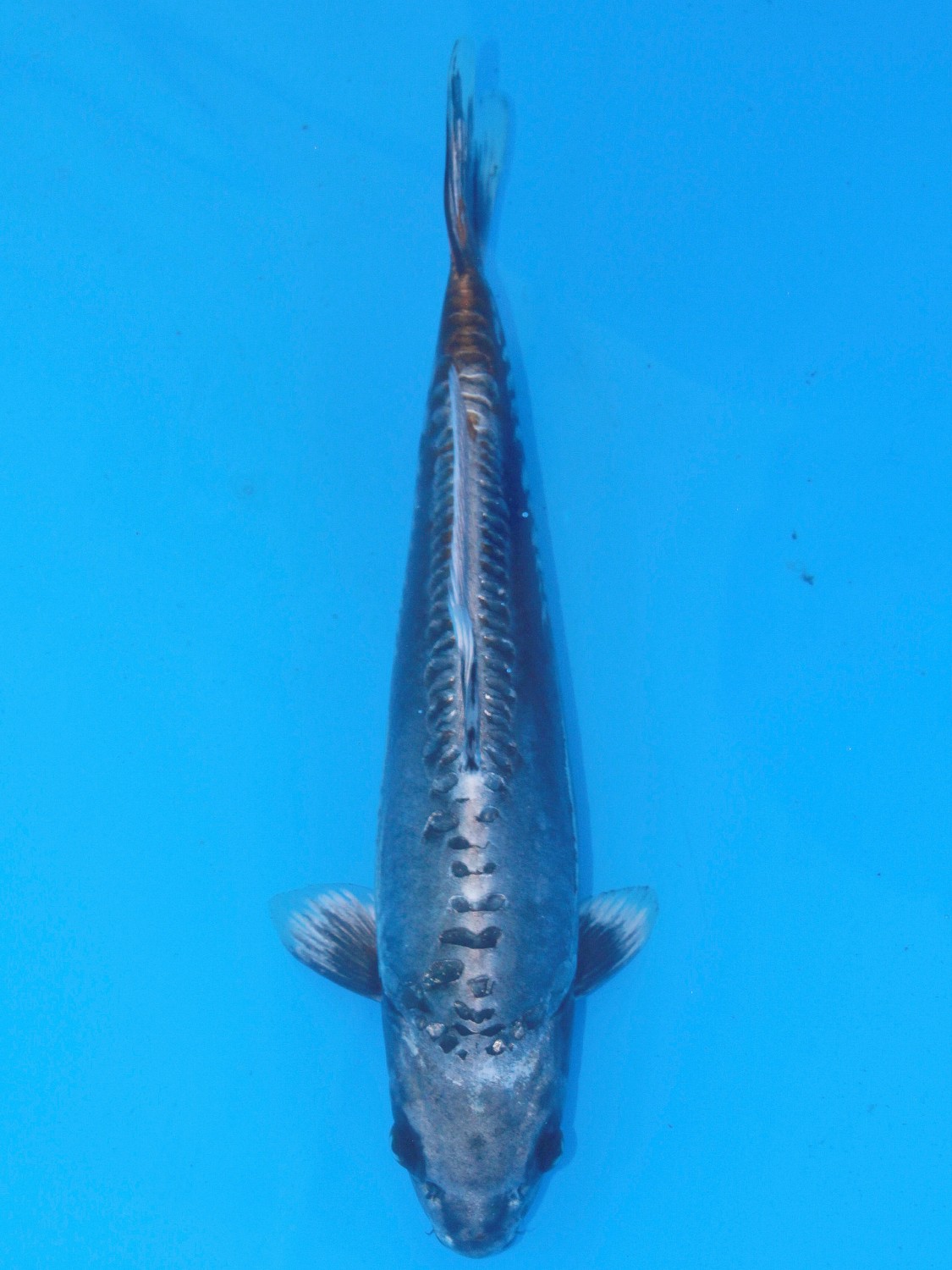 Juara 2