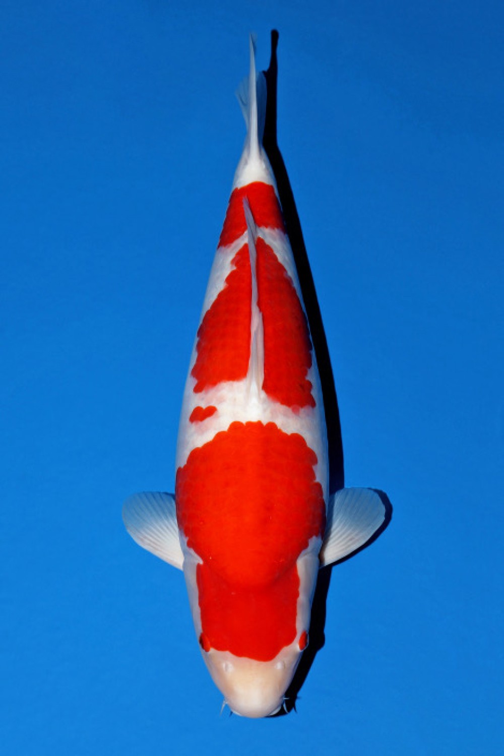 Juara 1