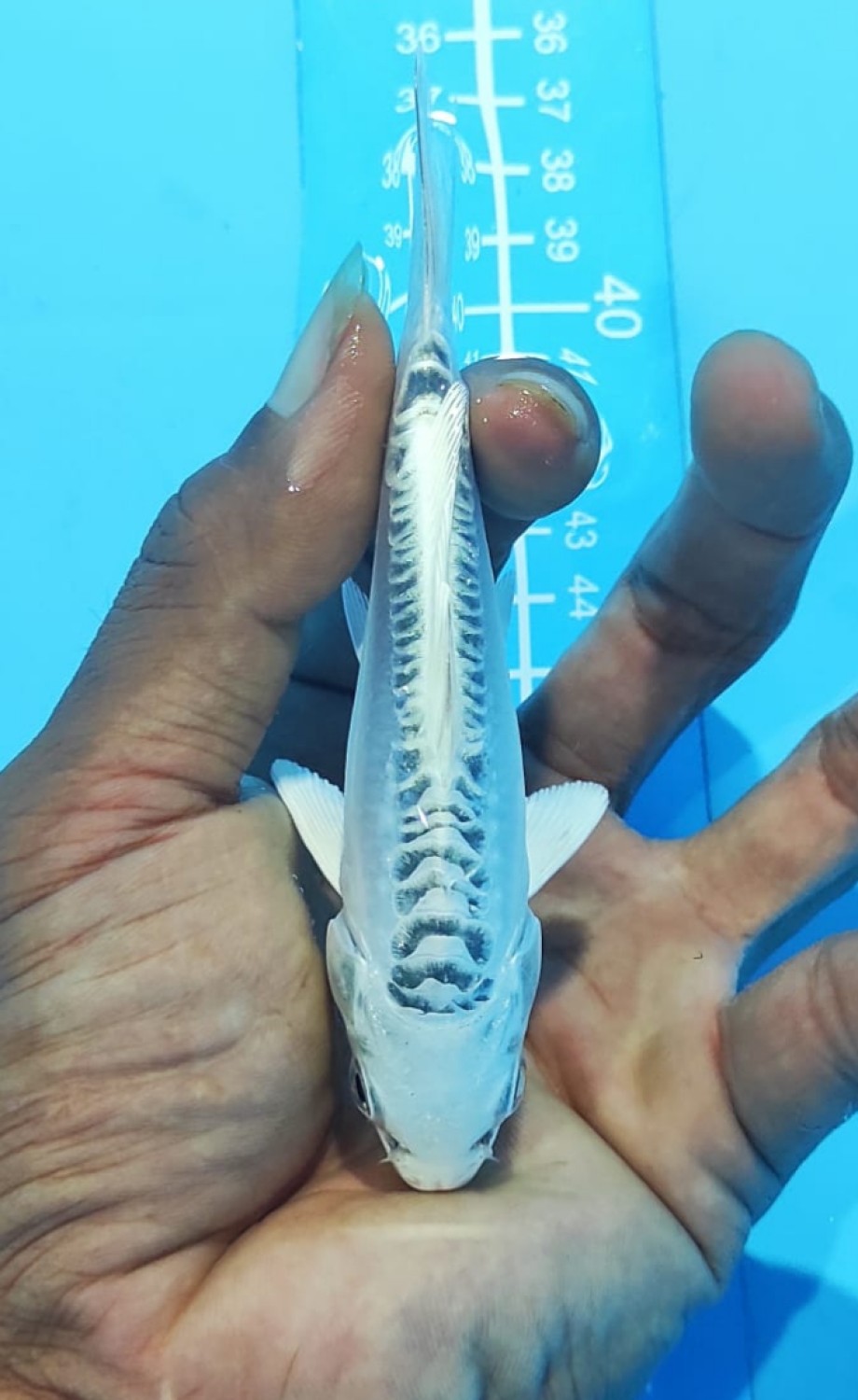 Juara 2