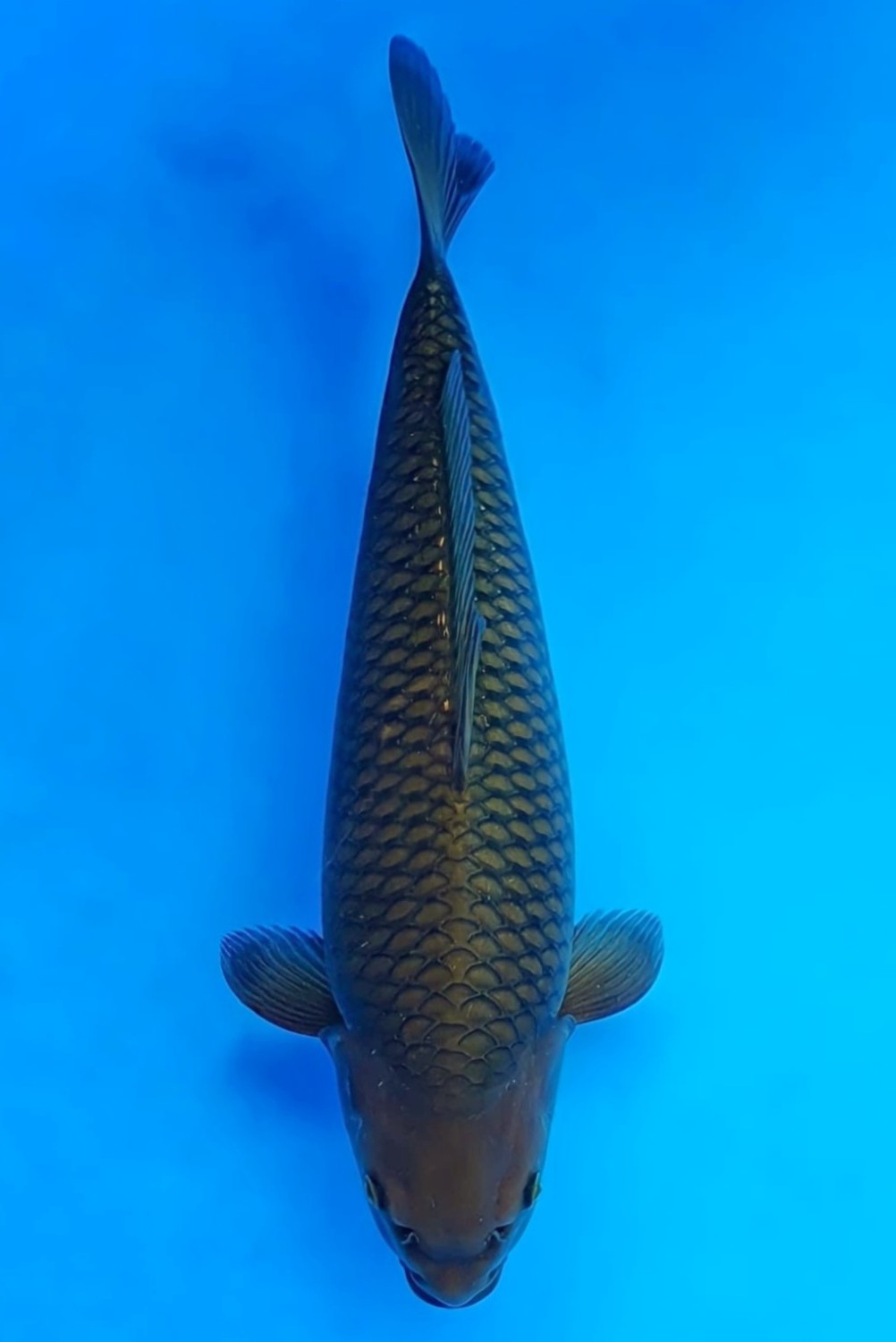 Juara 1