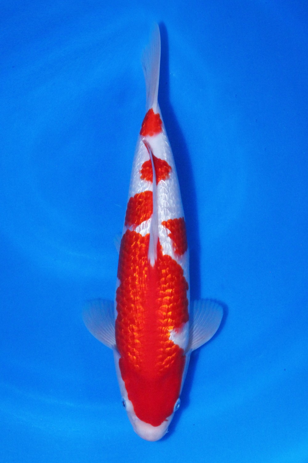 Juara 1