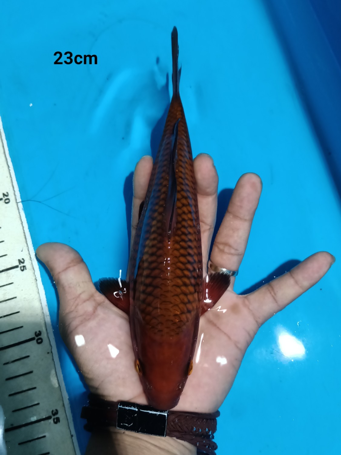 Juara 1