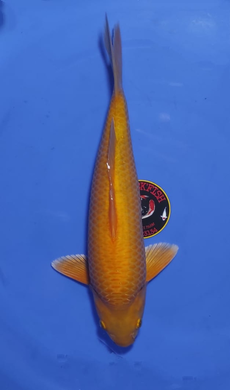 Juara 3