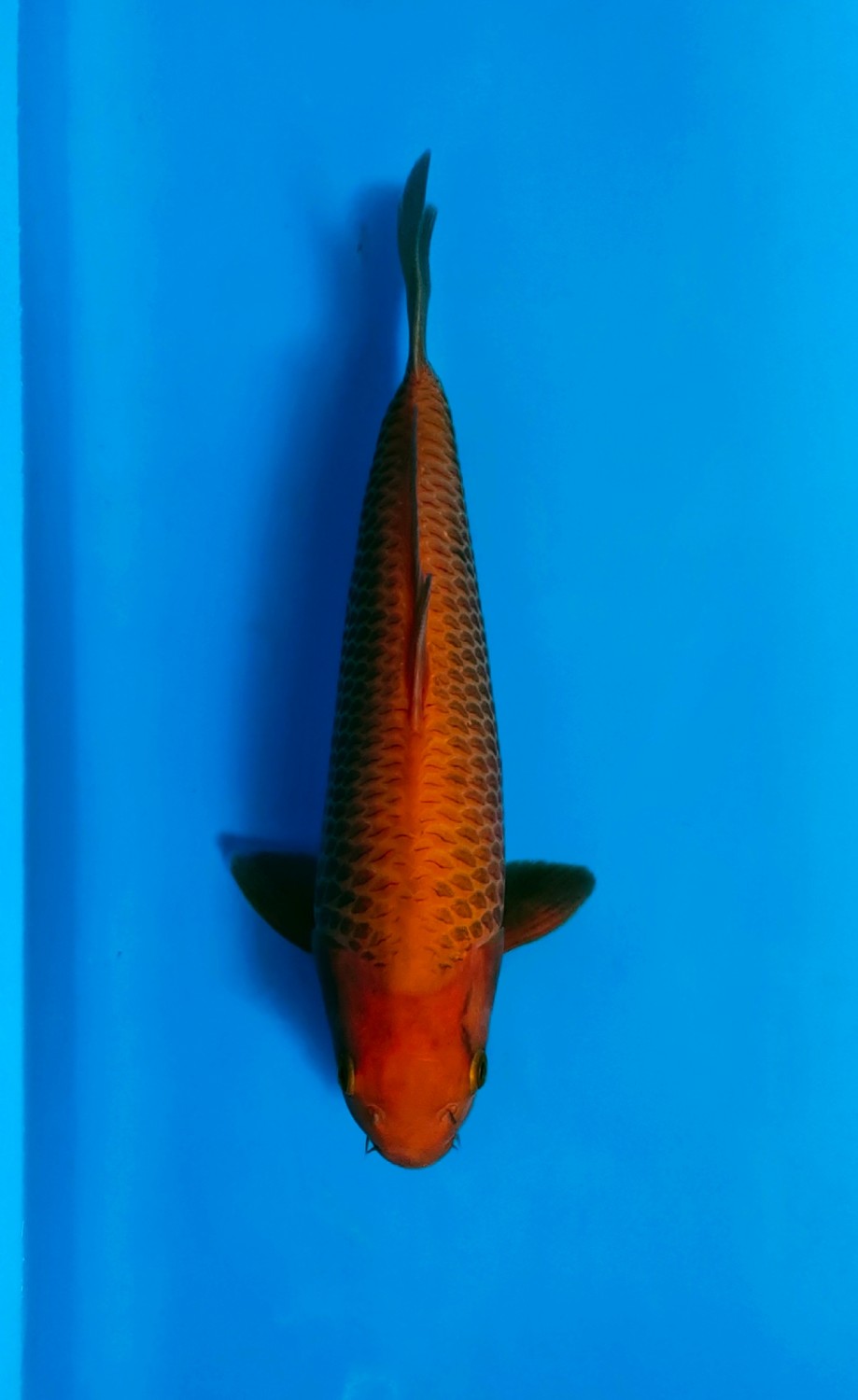 Juara 1