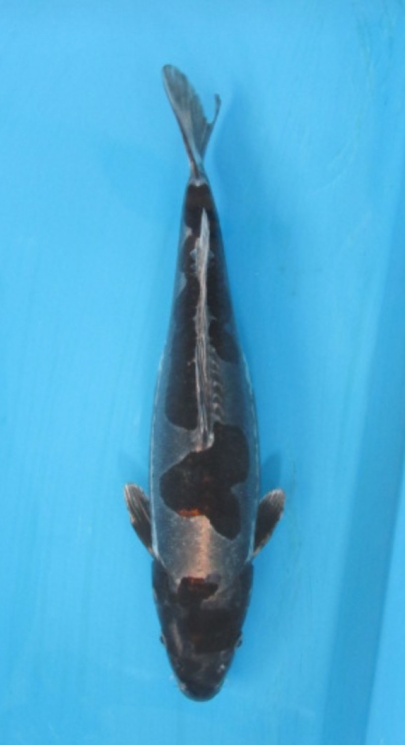 Juara 3