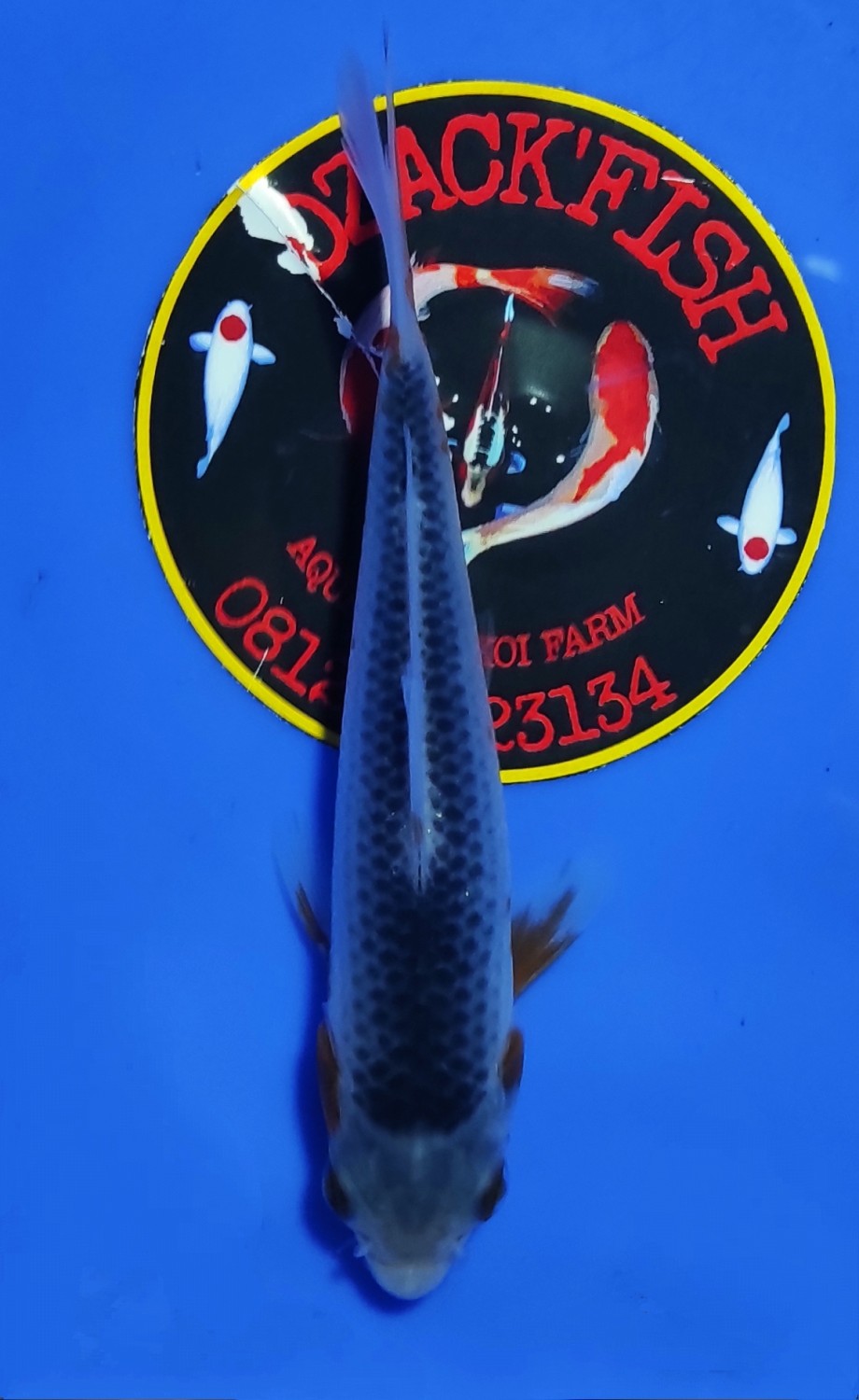 Juara 5