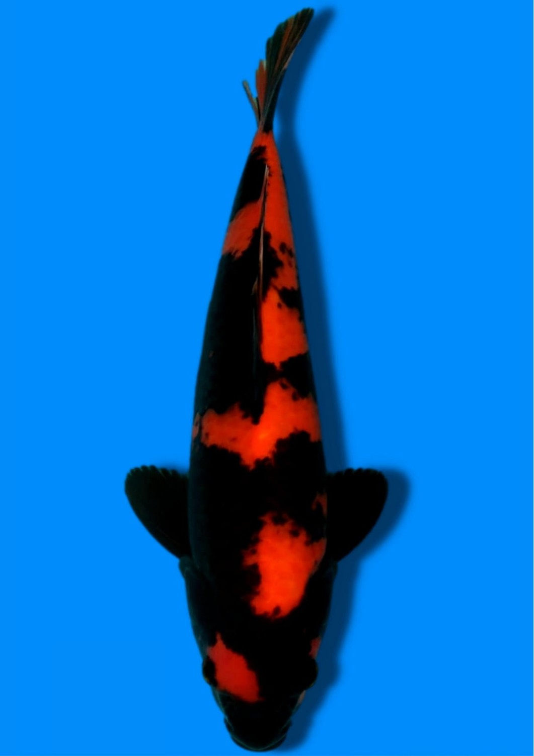 Juara 1