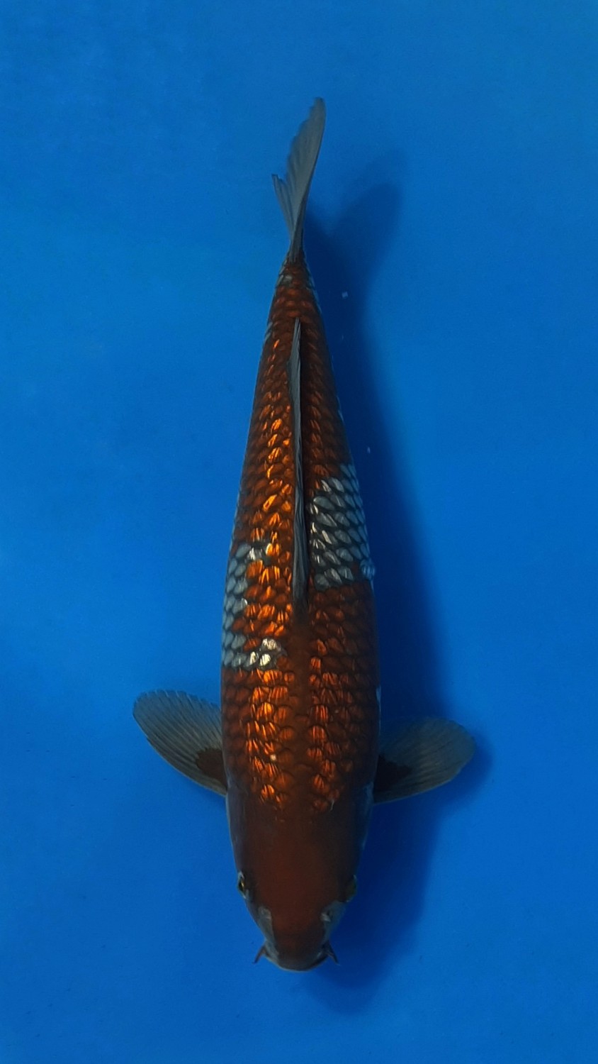 Juara 3