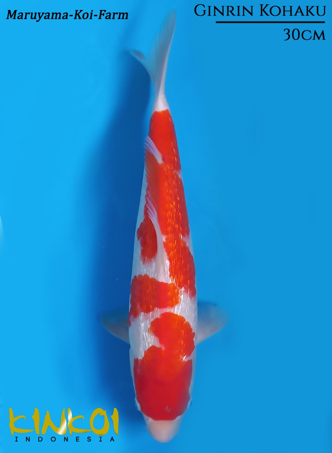 Juara 1