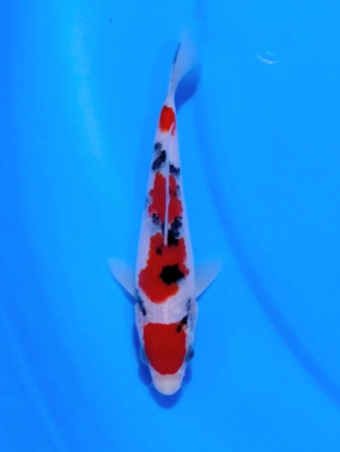 Juara 2
