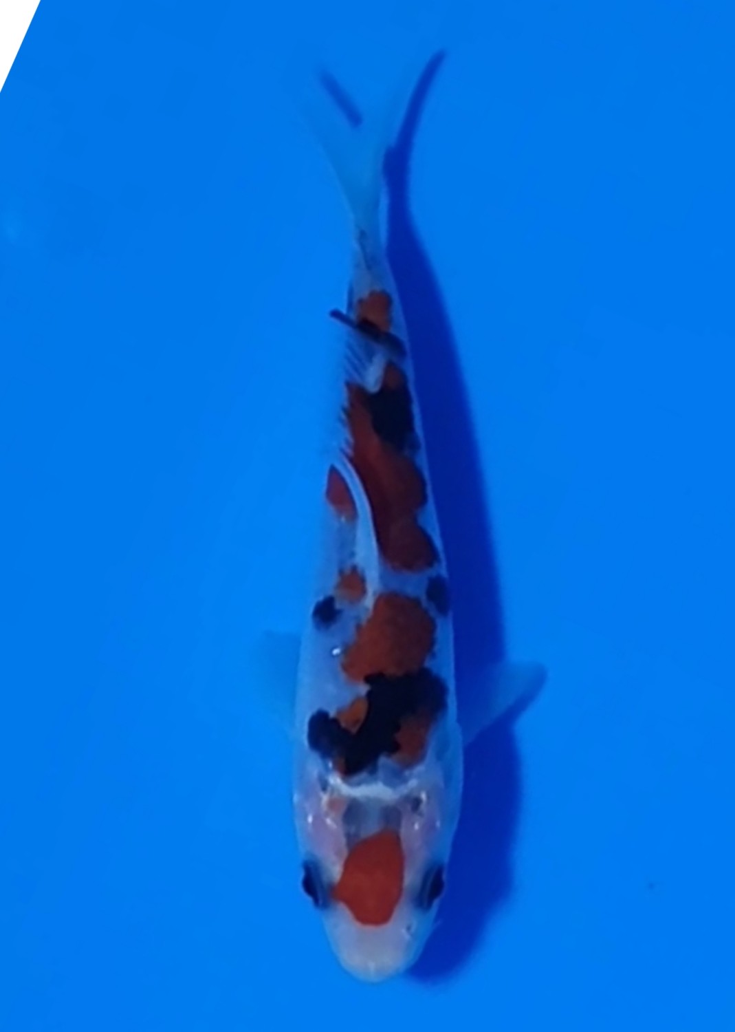 Juara 4