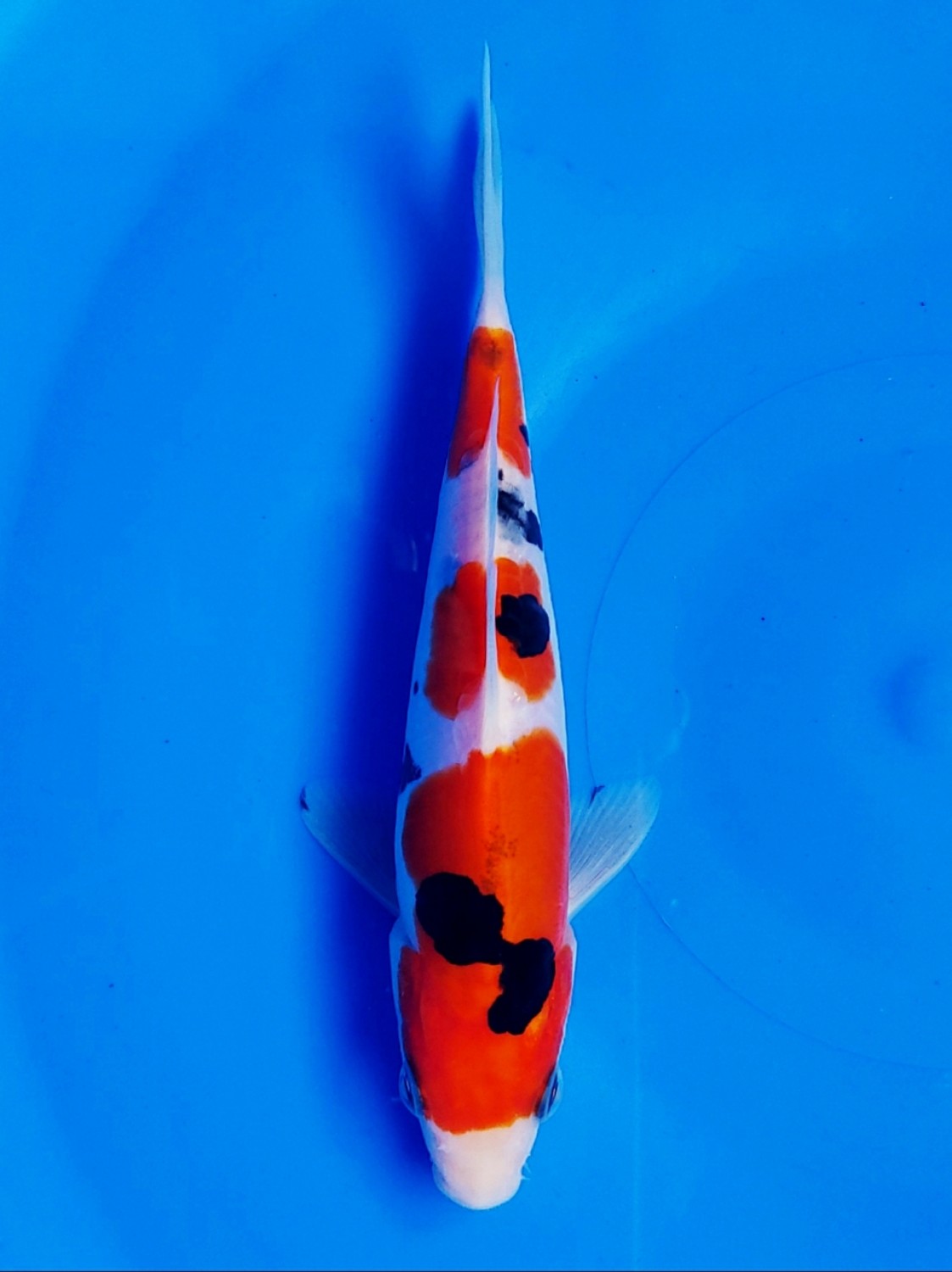 Juara 5