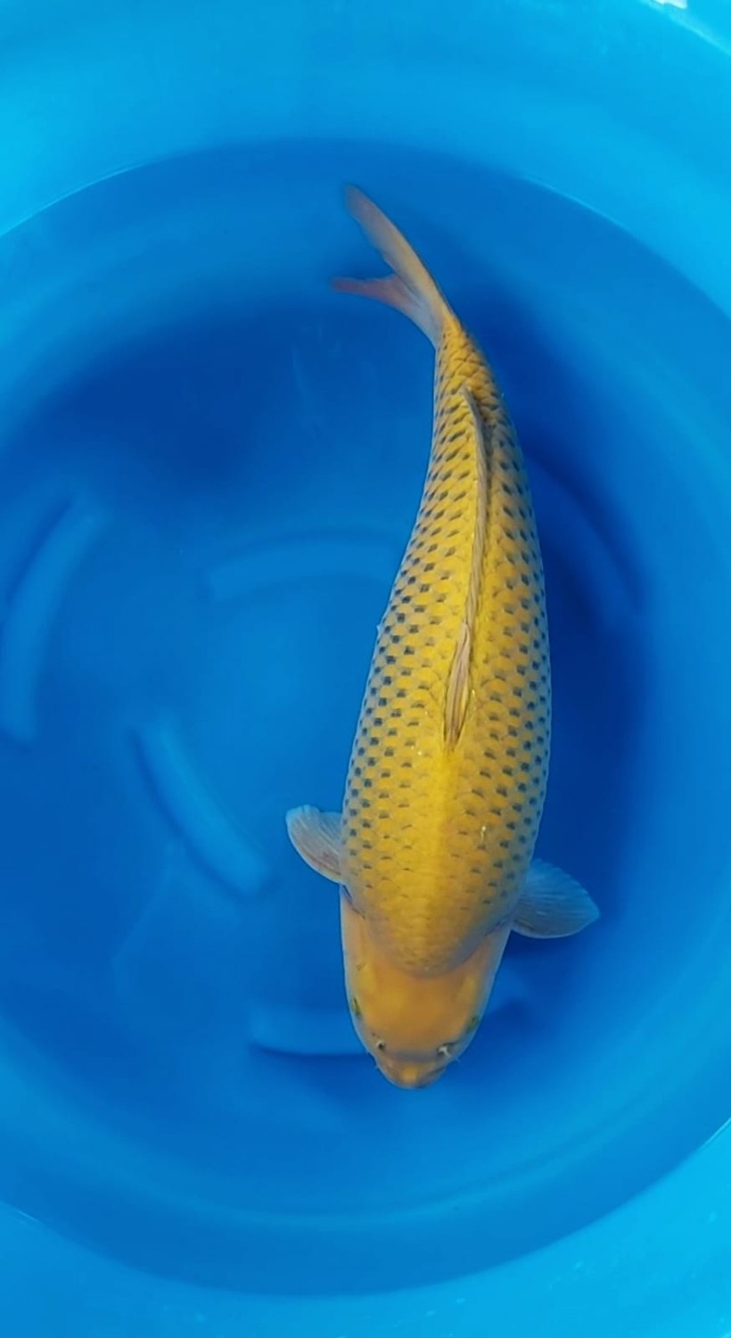 Juara 1