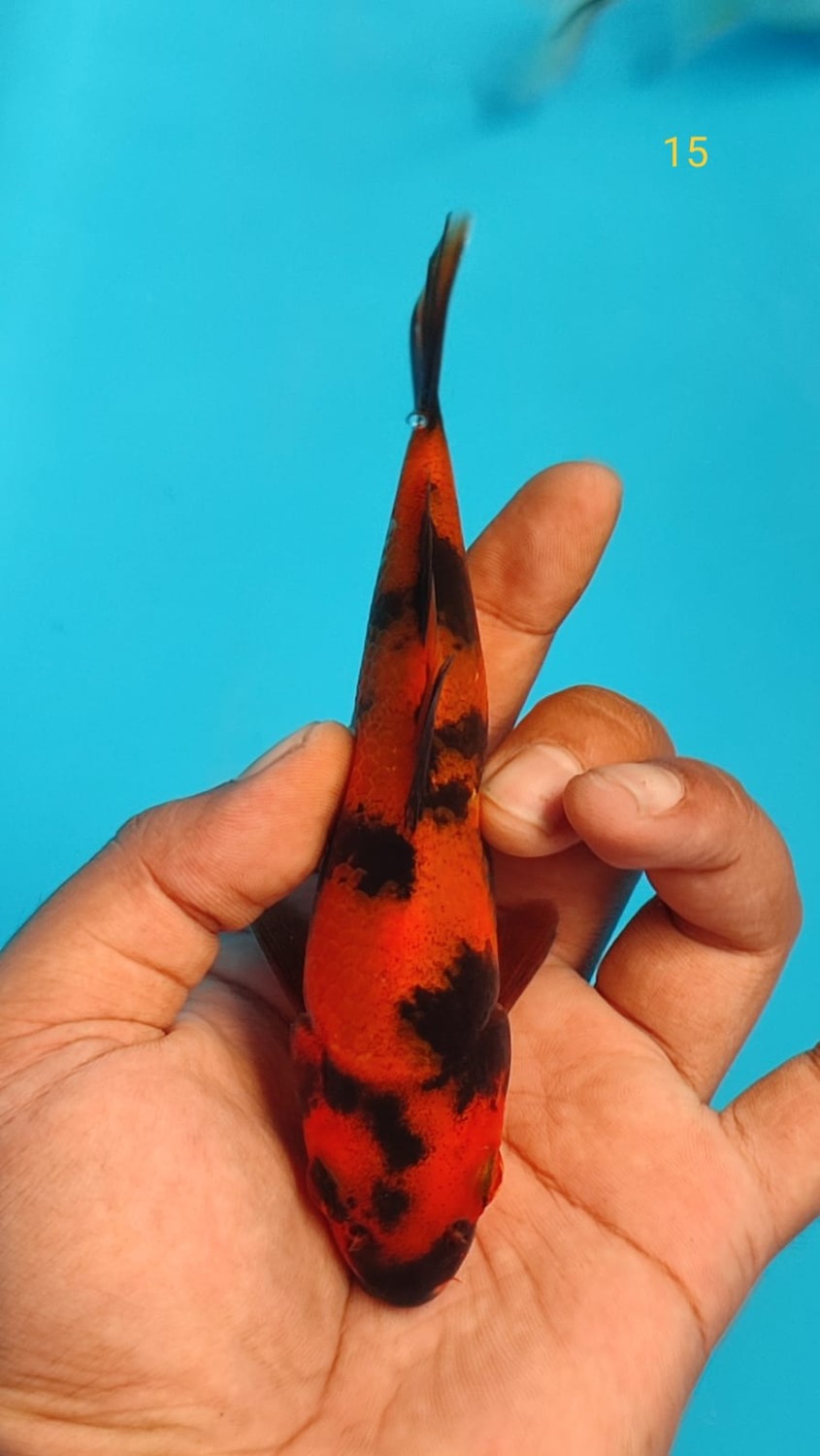 Juara 5