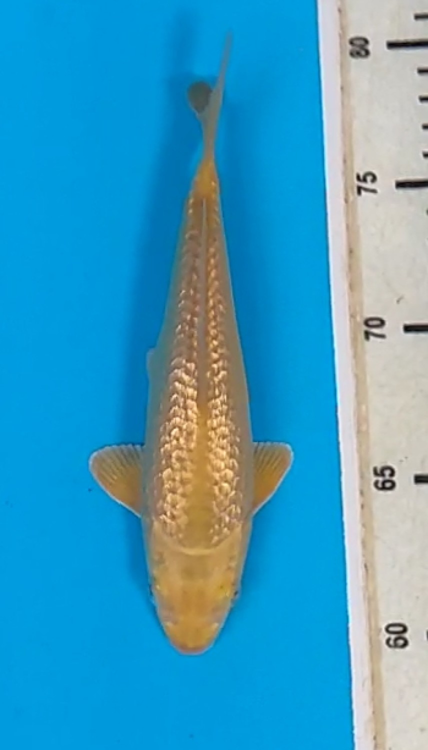Juara 4