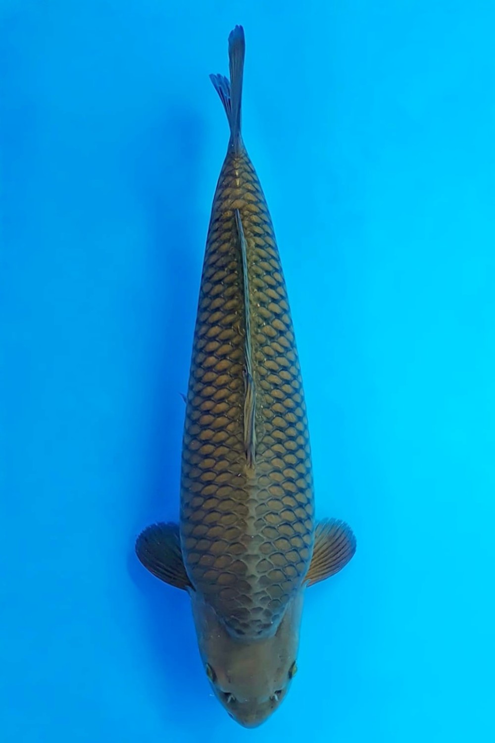 Juara 4