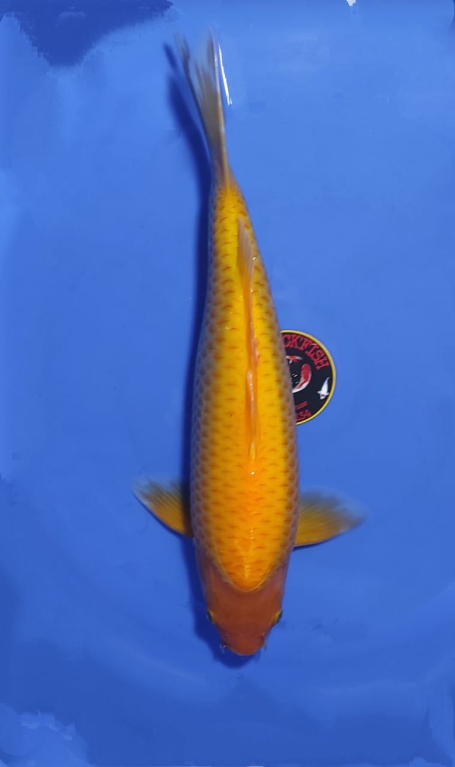 Juara 4