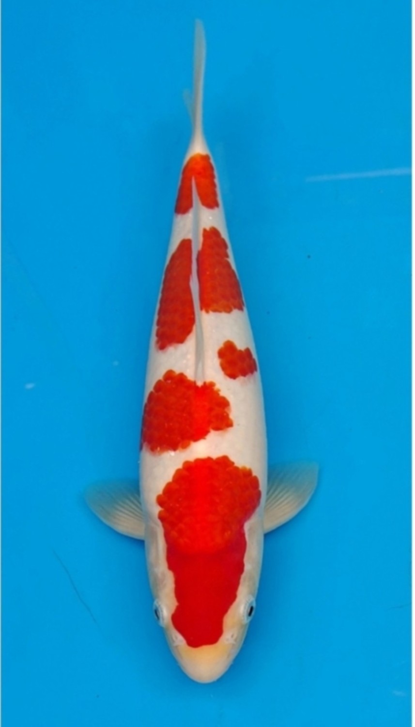Young Champion 1 A