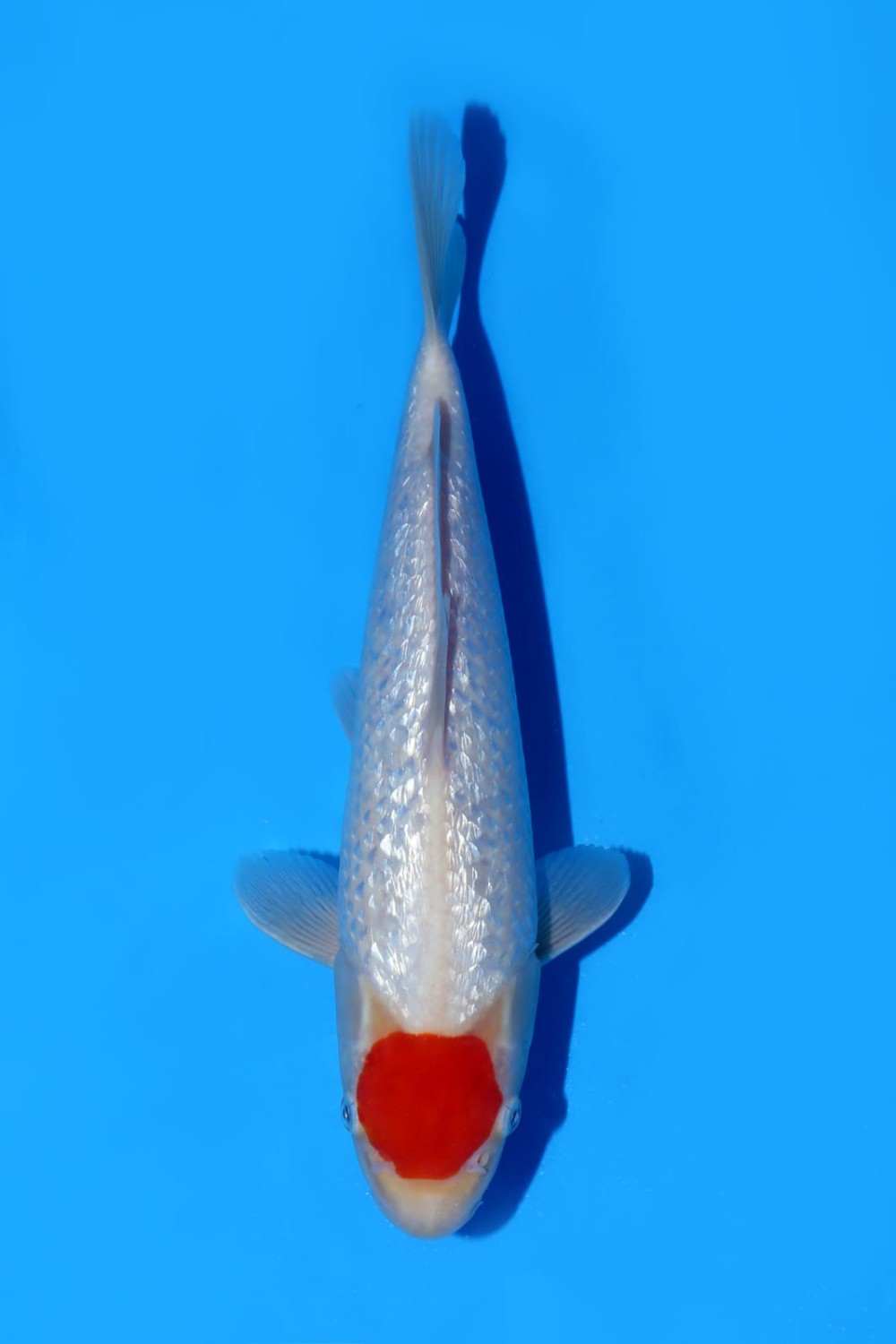 Juara 5