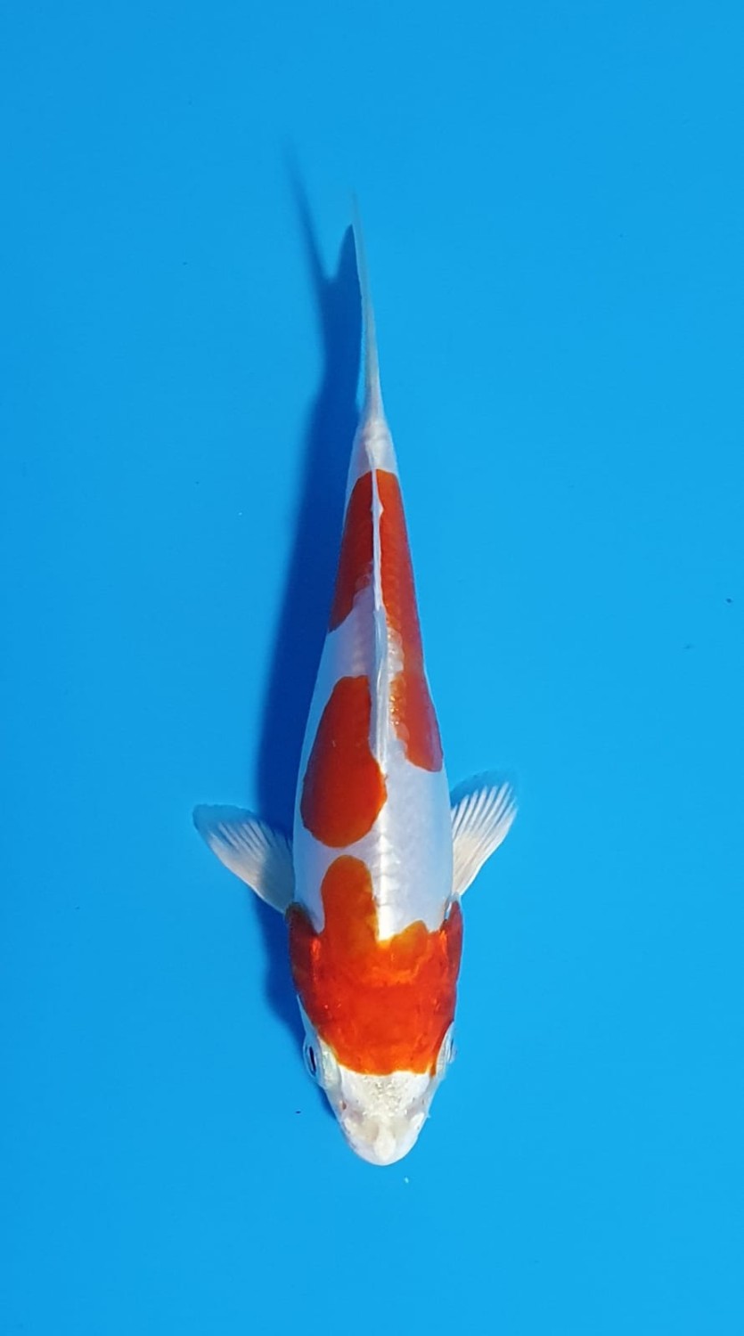 Juara 1