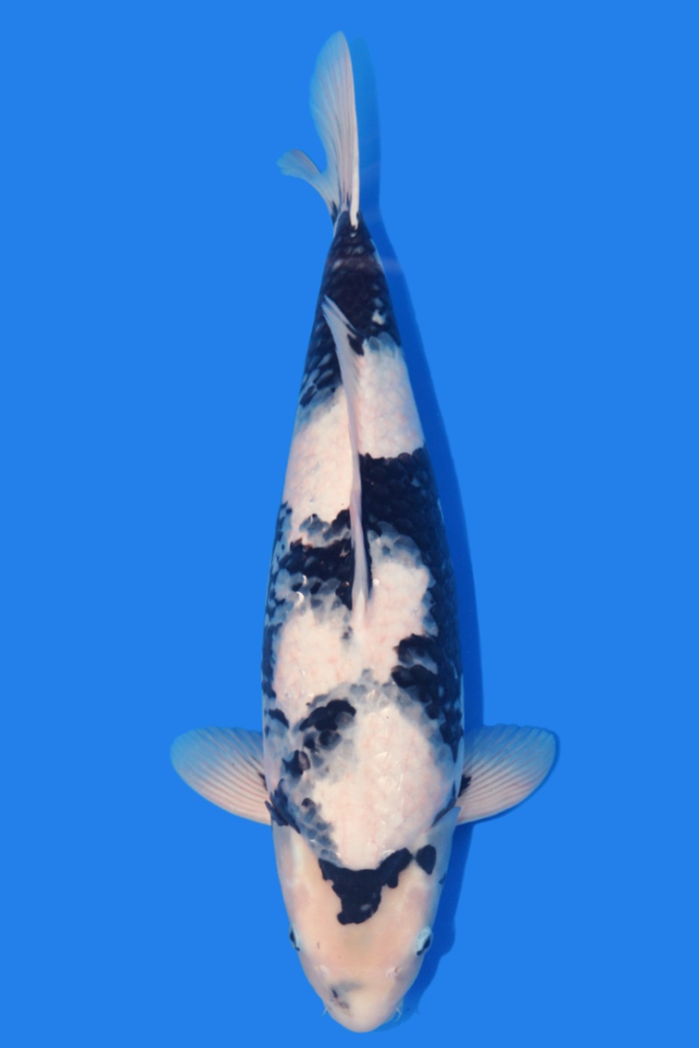 Juara 1