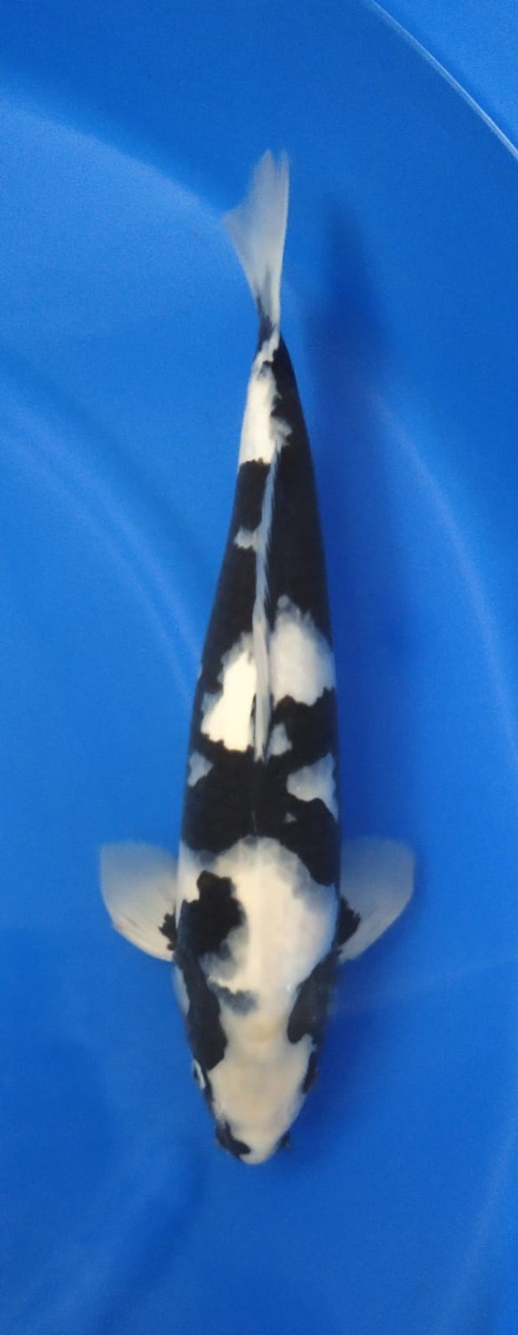 Juara 1
