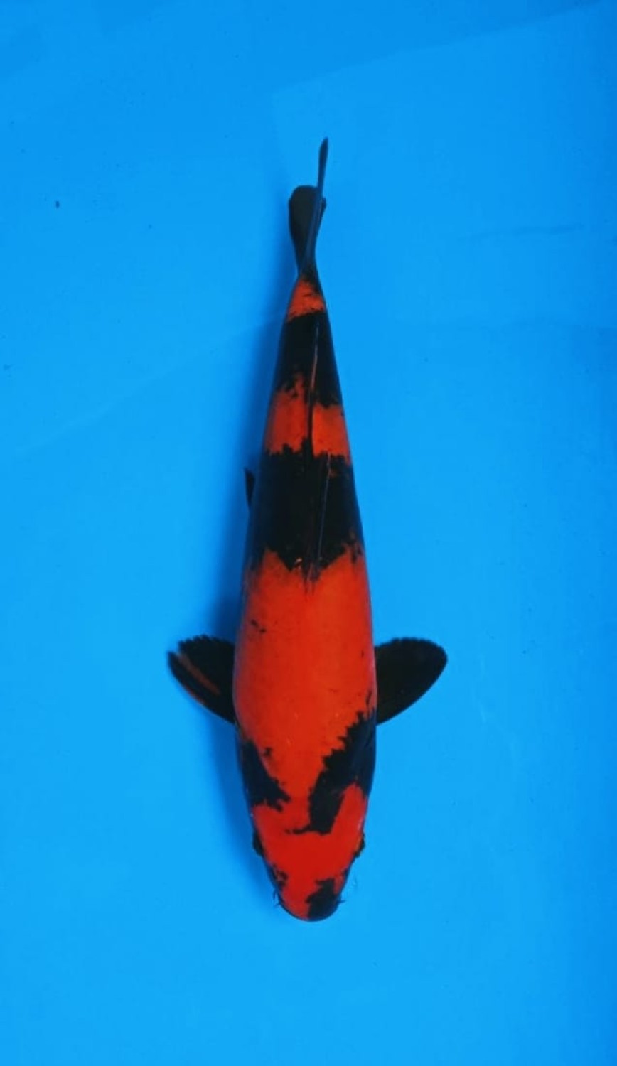 Juara 2
