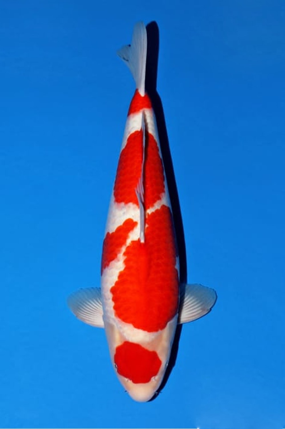 Juara 5