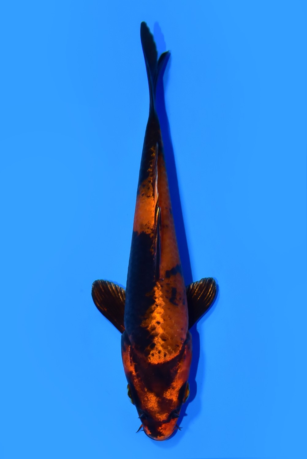 Juara 1