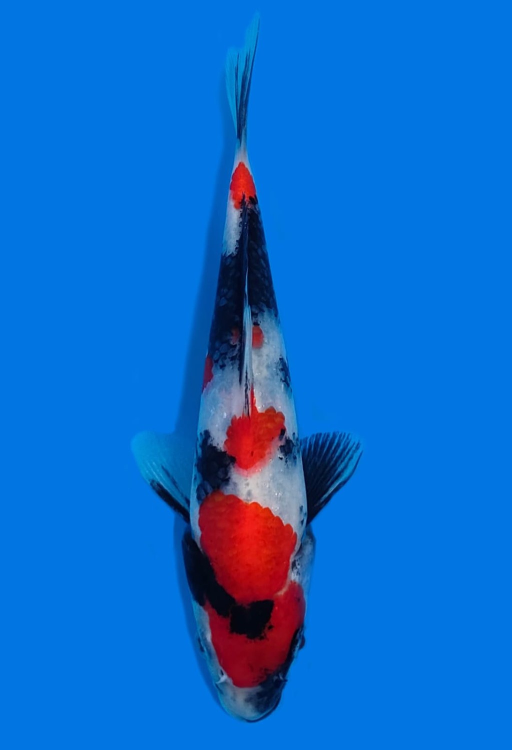 Juara 2