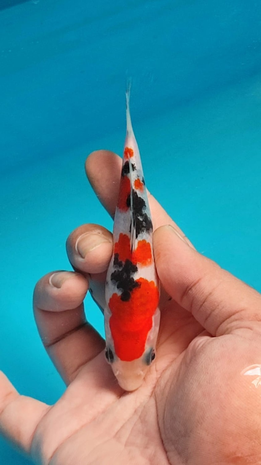 Juara 5