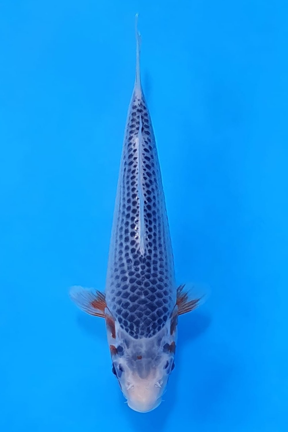 Juara 1