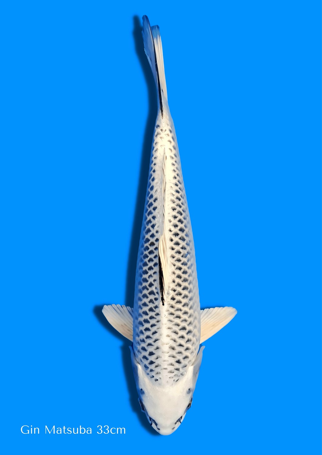 Best In Size E 31 - 35 cm