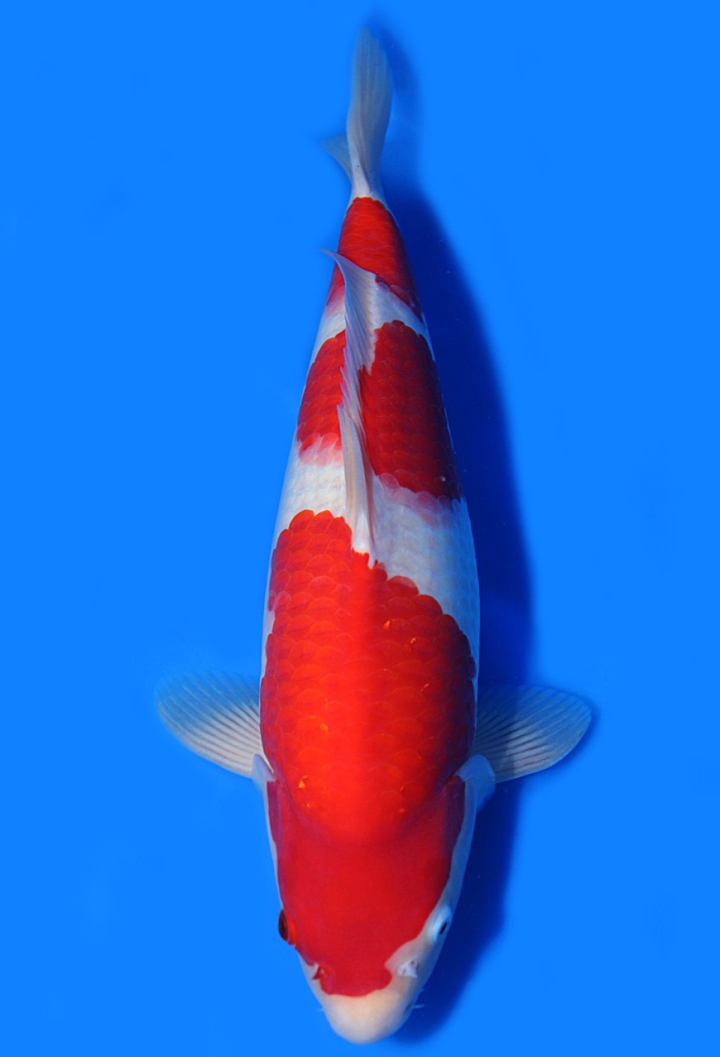 Best In Size A 41 - 45 cm