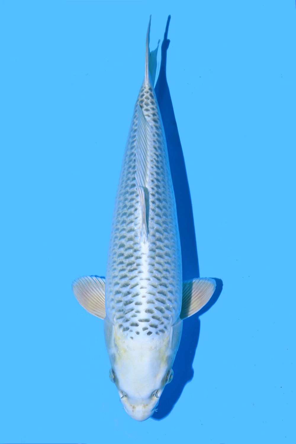 Juara 3