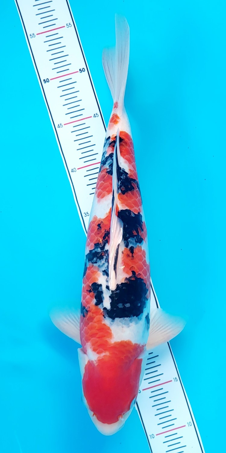 Juara 4