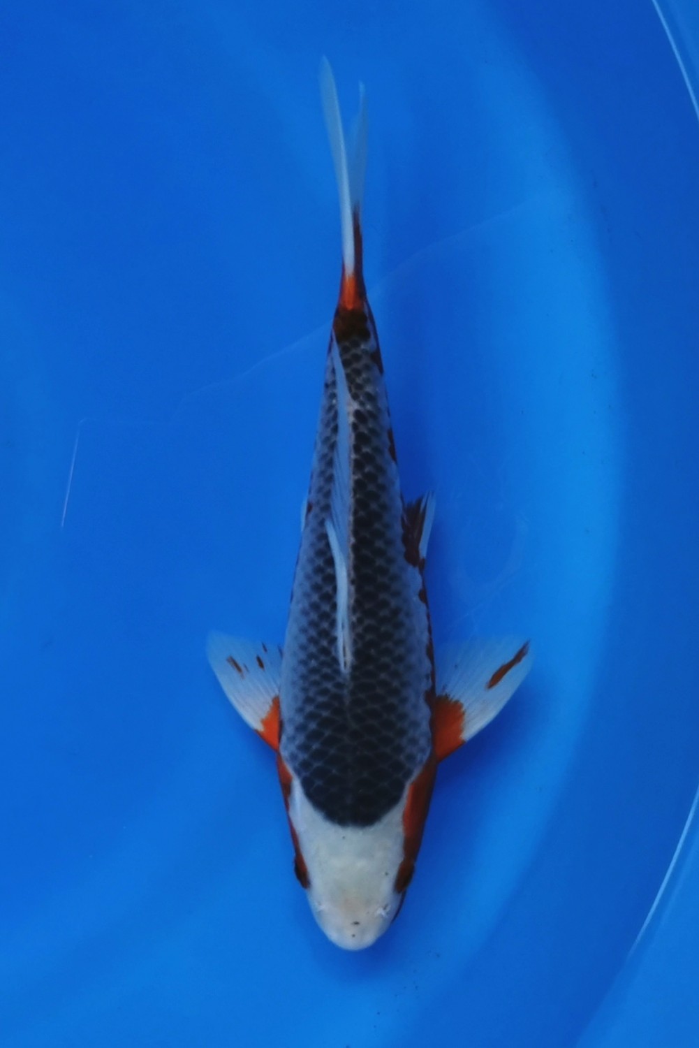 Juara 3