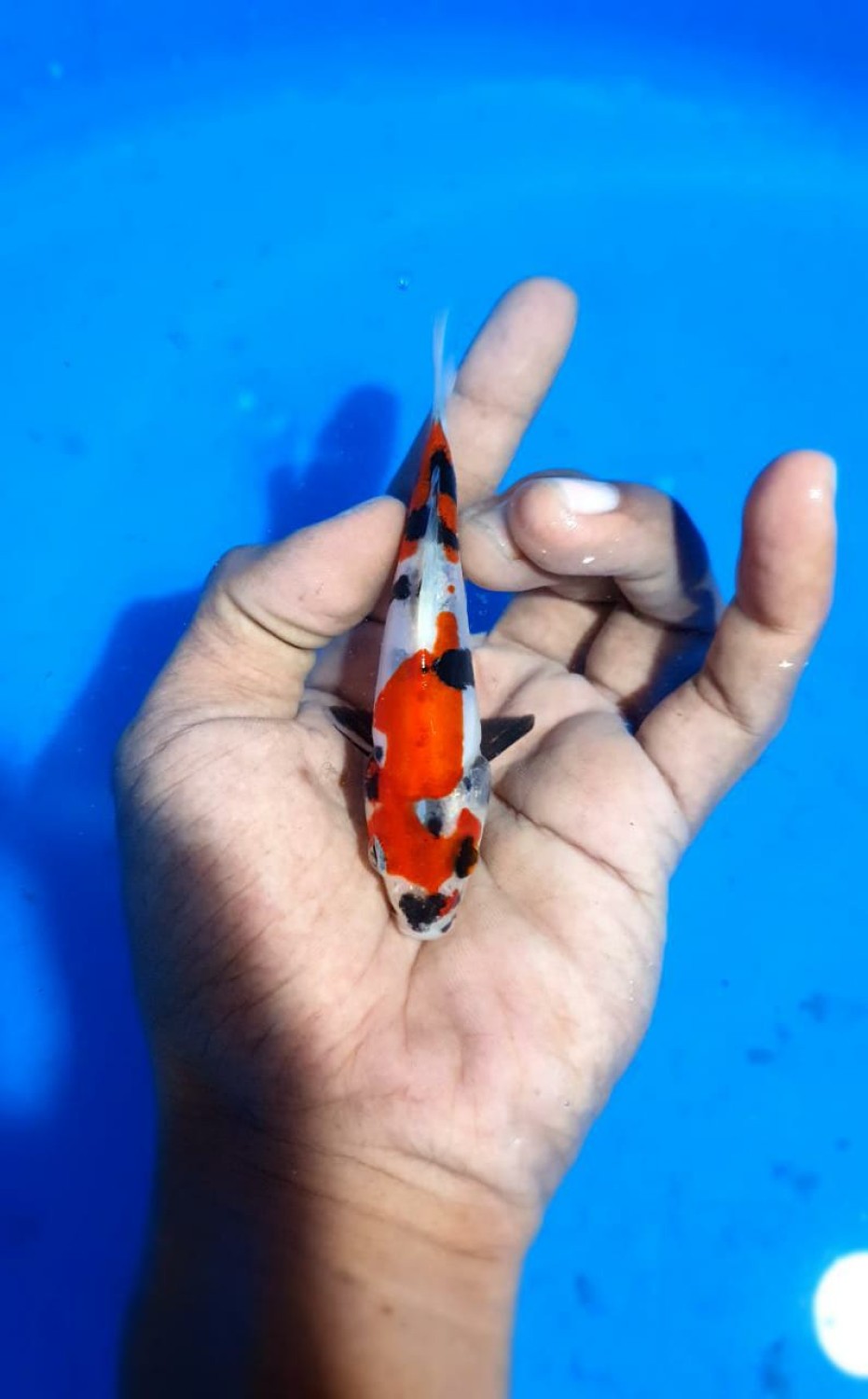Juara 1