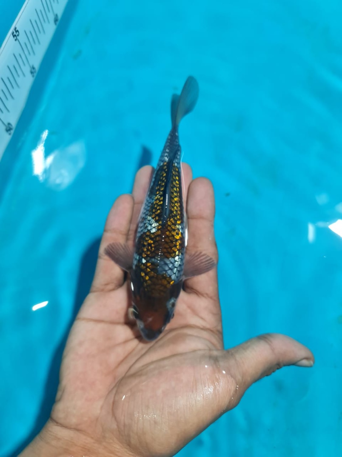 Best In Size C 13 - 15 cm