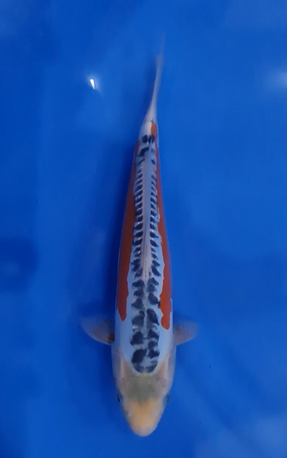 Juara 5