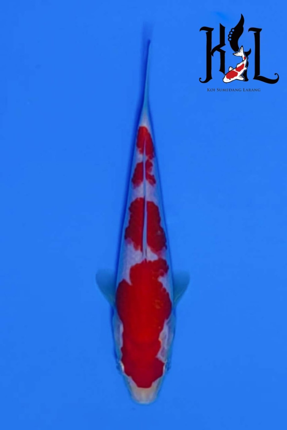 Juara 5