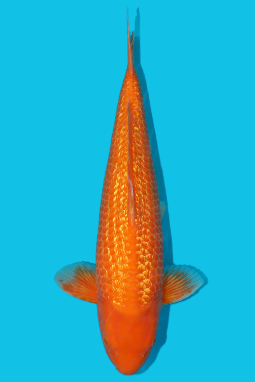 Juara 3