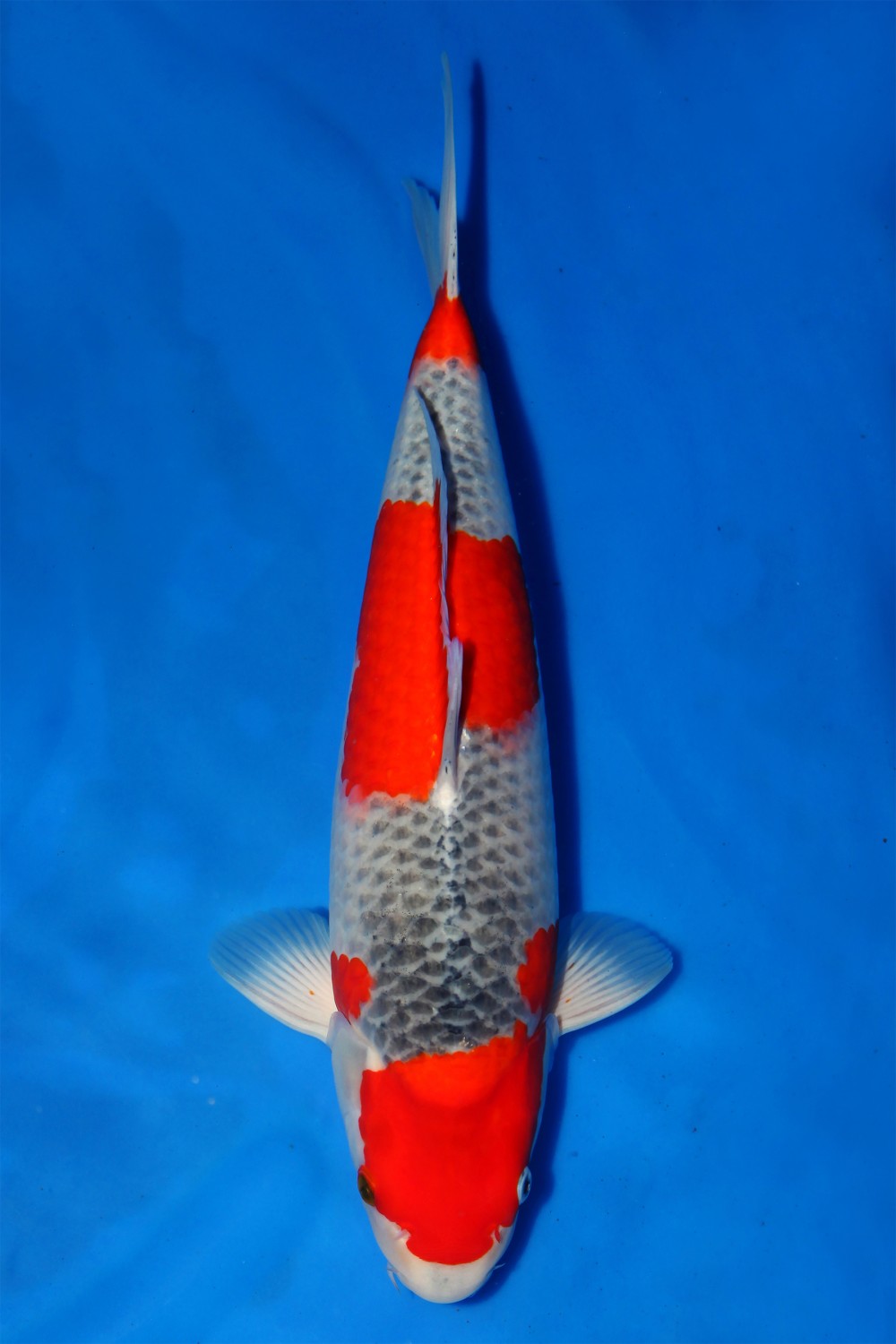Juara 1