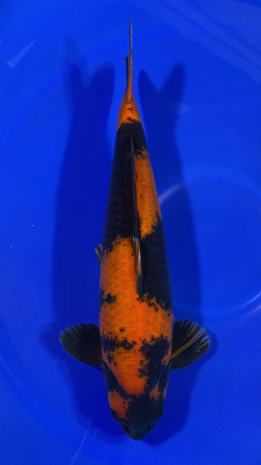 Juara 1