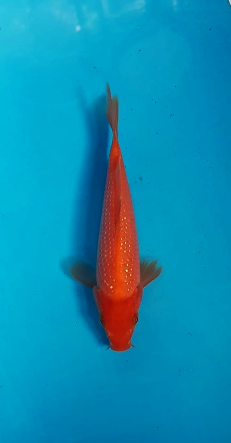 Juara 2