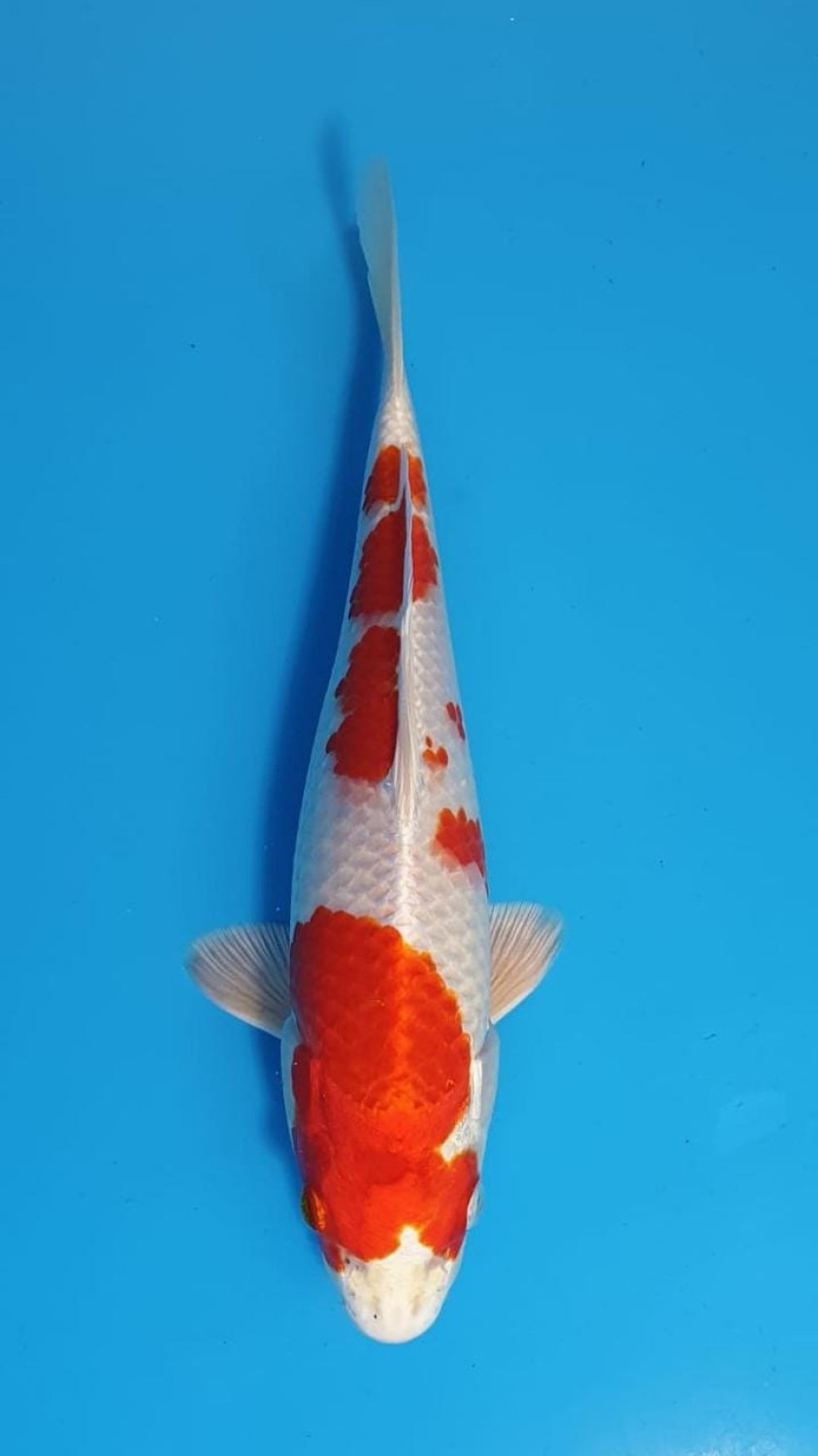 Juara 2